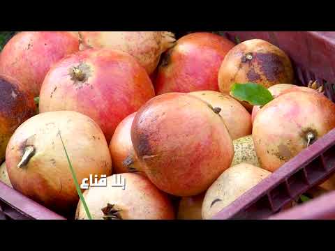 افة تفتك بصابة الرمان في القيروان بسبب الأدوية الغير صالحة حشرات تغزو الحقول والدولة غائبة