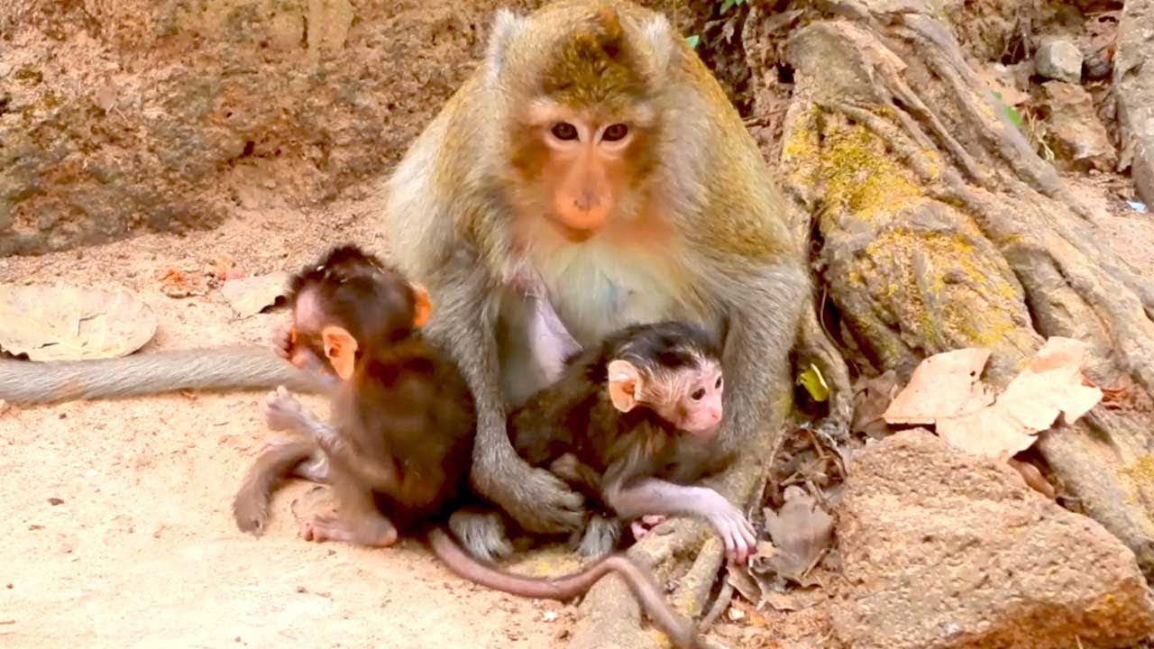 Monkey Ada Gently Hugs and Cares for Her Newborn Baby