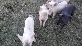 Chanchitos Bebes