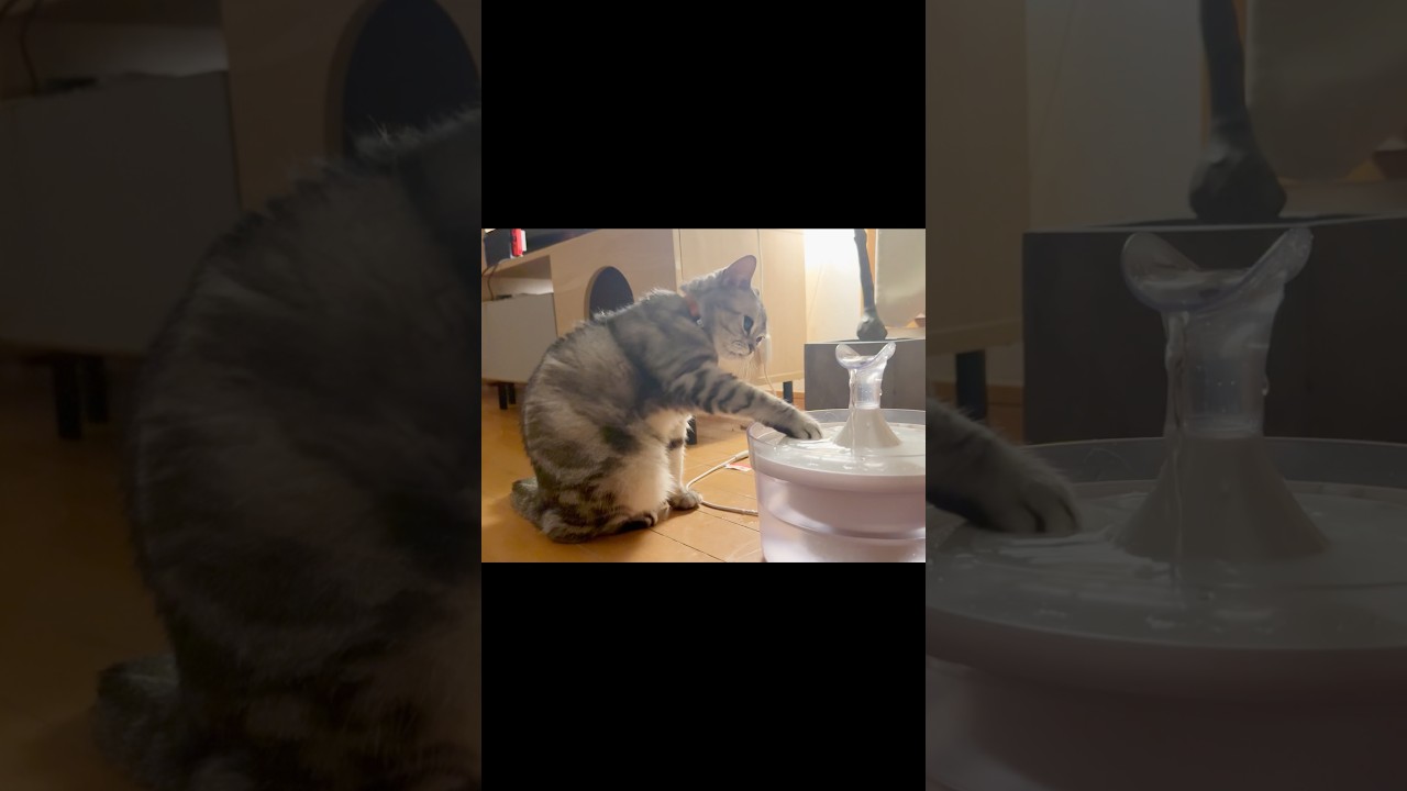 My Cat Drinks Water With Her Paw 😂