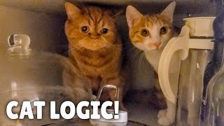 ท่าทางที่น่าสงสัยของเจ้าเหมียว | Kittisaurus