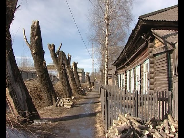 Серовчане негодуют по поводу спиливания деревьев по улице Агломератчиков