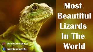 Most Beautiful Lizards In The World