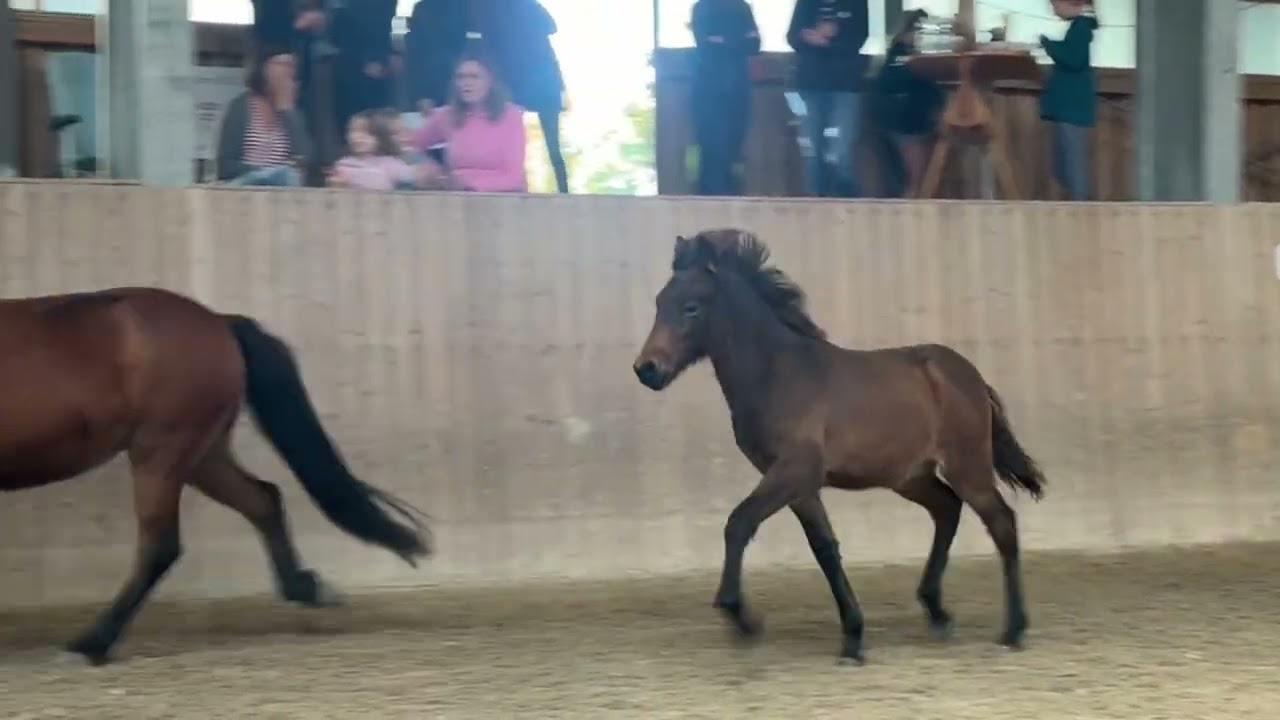 Prímus vom Lipperthof   2025