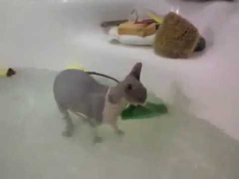 Sphynx Cat Having Bath Time