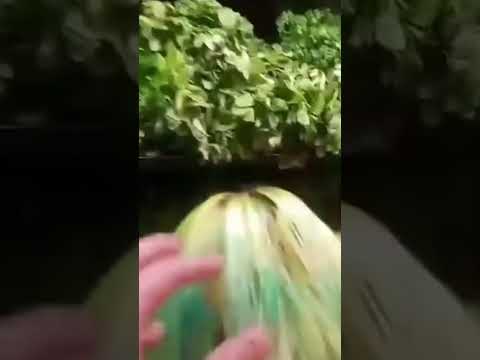 YA NO ME VOY A PINTAR EL CABELLO | Pamonstruo