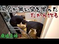 風呂の無い山奥の廃墟を買った夫婦｜毎日空き時間にコツコツと脱衣所作りを進めてようやくここまで来ました！