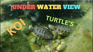 😲 under water look at koi and turtle's😲#pigandfriends #ponds #koi by PIG AND FRIENDS  65 views 1 month ago 3 minutes, 49 seconds