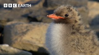 Arctic Tern Chick vs Polar Bear | Seasonal Wonderlands | BBC Earth by BBC Earth 83,001 views 1 month ago 4 minutes, 10 seconds