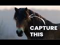 How to get Perfect Rim Light in Your Wildlife Photography | Peter Dam