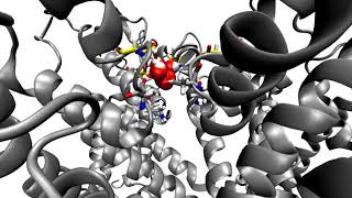 Molecular dynamics simulation showing Sodium permeation through the Nav1.5 selectivity filter