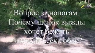 видео: Почему щенок хочет бежать впереди всех? Вопрос кинологам и зоопсихологам, дрессировка собак картинка: Почему щенок хочет бежать впереди всех? Вопрос кинологам и зоопсихологам, дрессировка собак