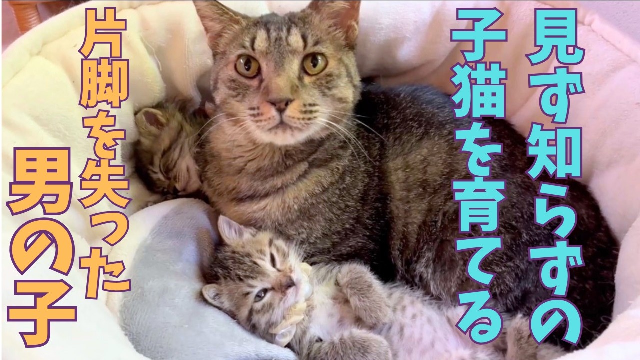 kittenページ 160] The Amazing Growth of Hitomi's Babies☆Moved by Pepe, the