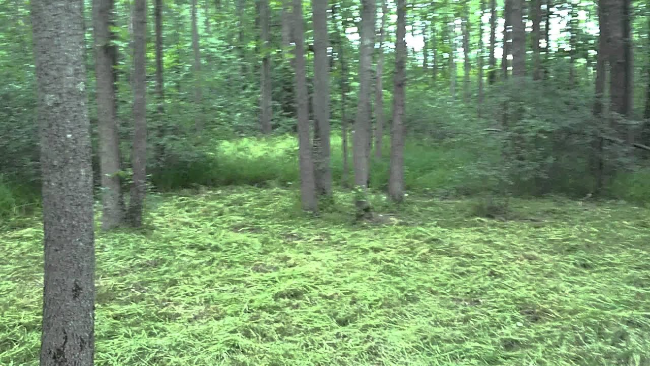 Cleaning out the woods YouTube