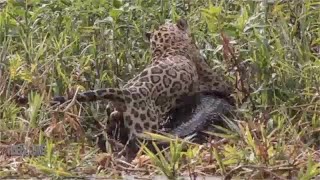 The Jaguar Hides And Quickly Attacks Its Prey Along Riverbank. by TIME MACHINE 2,827,857 views 6 years ago 5 minutes, 24 seconds