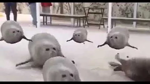 Морские котики захватывают мир