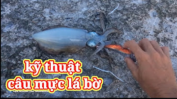 KỸ THUẬT CÂU MỰC LÁ BỜ - CÂU QUA ĐÊM HÒN TRANH