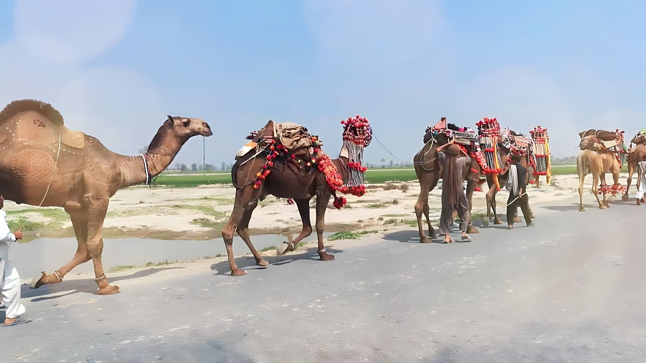 Outstanding Camel Decoration👌💯