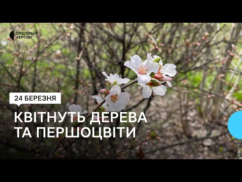 Суспільне Херсон: Весна у Херсоні: яку погоду очікувати до кінця березня