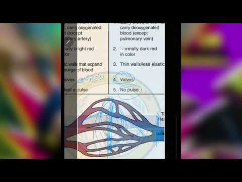 شرح الاوعية الدموية و أنواعها والفرق بينها