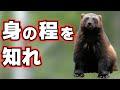 イタチ科クズリ、ラーテルの無念を晴らすべく立ち上がる
