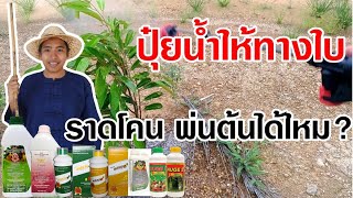 ปุ๋ยน้ำให้ทางใบในเครือ JC ฉีดลำต้น ราดโคนลงรากได้ไหม ดีไหม // คลิก: BurinOnline.org