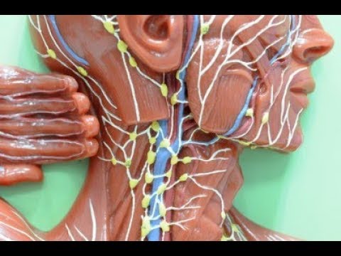 The Best Guide to the Lymphatic System - YouTube