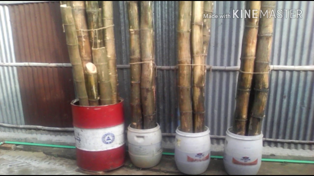 How to increase bamboo longevity - YouTube