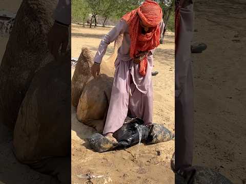 عندما ي خ ر ج ص غ ير ال ج م ل ي ح او ل الر ج ل ط ر د ه ب الر ك ل