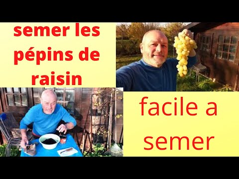 Vidéo: Les raisins ensemencés ont-ils des pépins ?