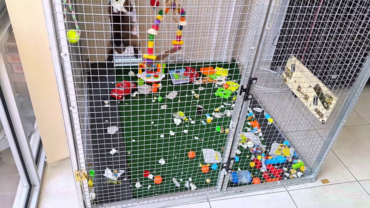 Perfect monkey cage YouTube