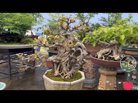 Video HAI TÁC PHẨM SI CỔ ĐẸP QUÁ, CÙNG CHIÊM NGƯỠNG CÂY VÀ... - youtube