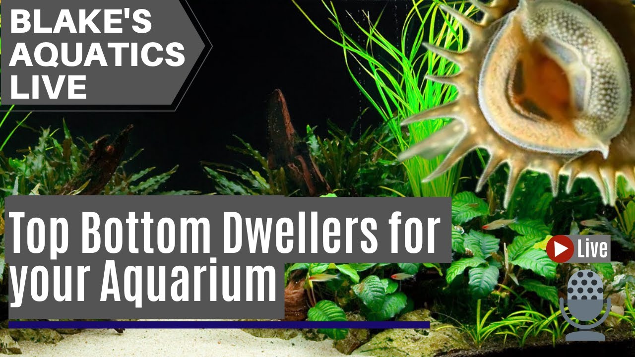 Blakes Aquatics Live Best Bottom Dwellers for your Aquarium YouTube