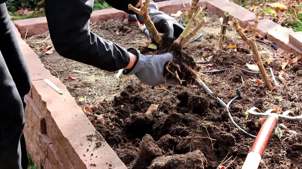 Storing Dahlia Tubers For Winter YouTube