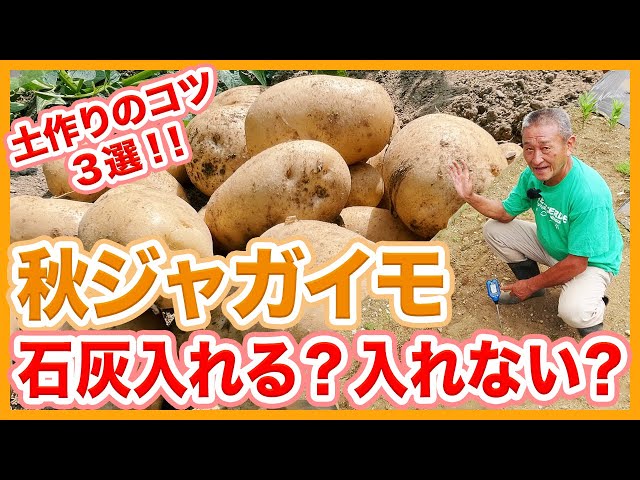 Tips for making soil for growing autumn potatoes learned from