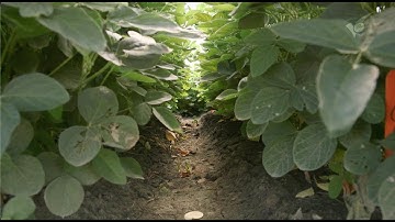 Safeguarding Soybean Production from Heat & Drought Stress-Induced Yield & Quality Loss: Year 2