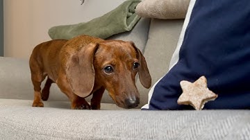 Mini dachshund