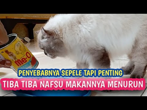 Video: Berapa banyak makanan yang harus diberikan anak anjing?