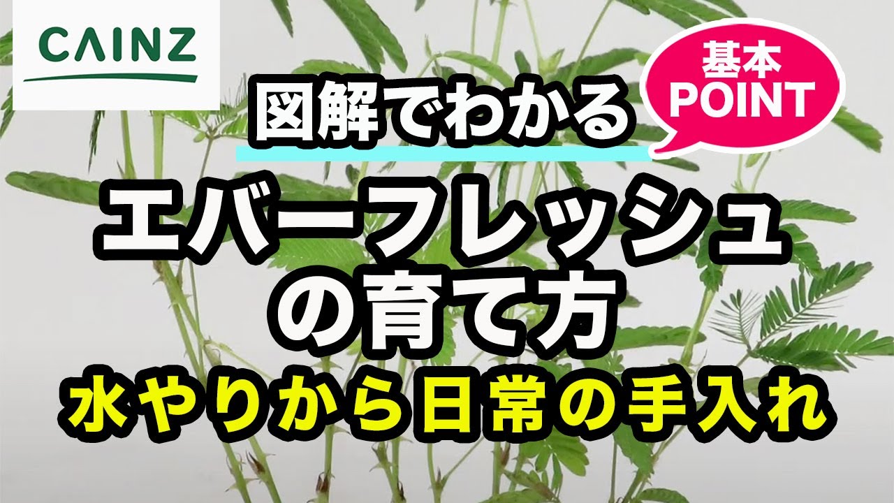 エバーフレッシュ アカサヤネムノキ の育て方 カインズ観葉植物図鑑 Youtube