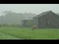 *  LLUVIA  CORRENTINA  * . . .en la voz  de  CACHO  ESPÍNDOLA