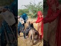العمل الشاق لابنة صحراء راجستان فتاة تحمل جرة ماء على ظهر حمار وفتى يروي عطشها
