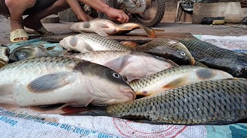 Đắp Cá Bắt Cá Suối ✓ Poòng Văn Quỳnh