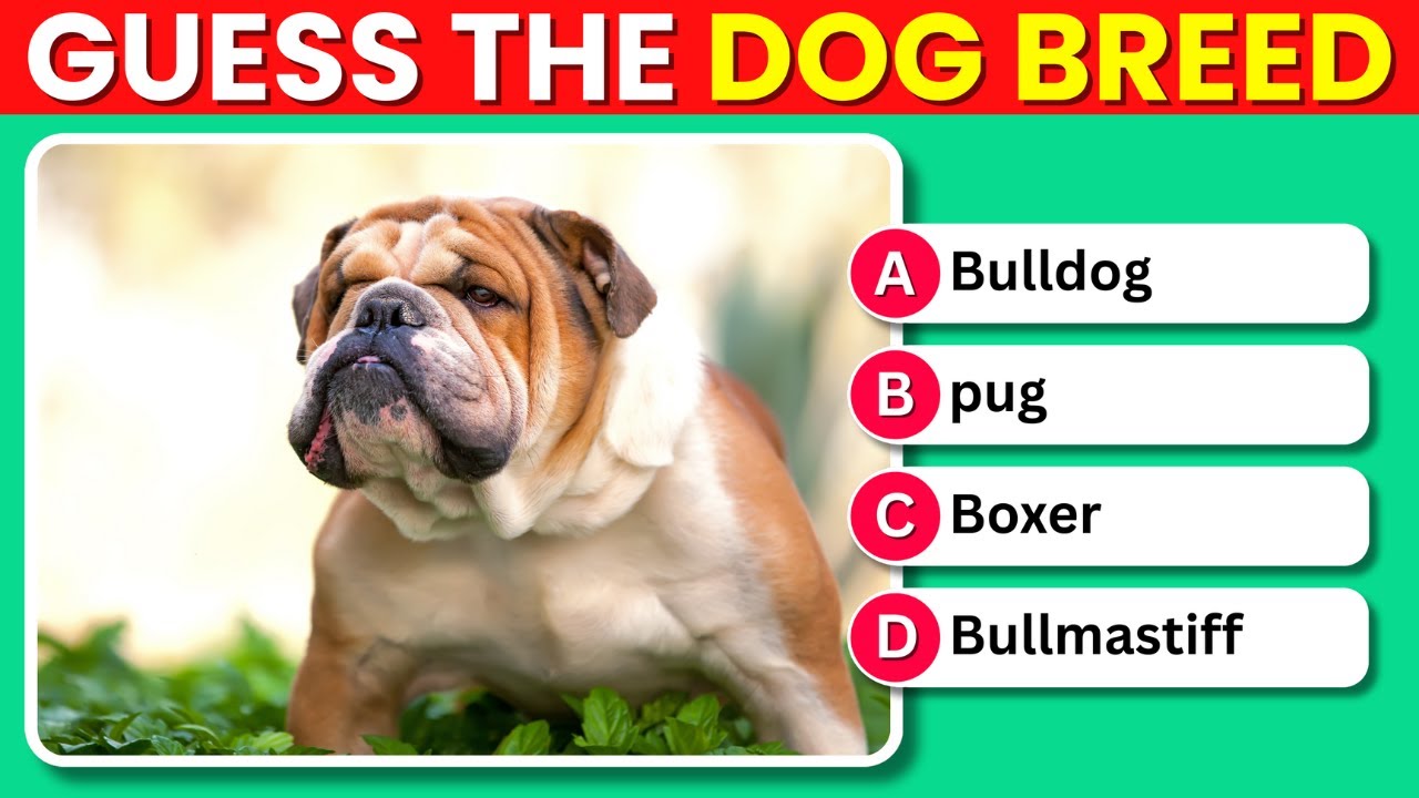 Guess the Dog Breed 🐶 | Can You Name Them All? NOBODY scores 50/50 🎯