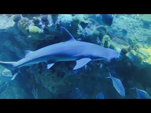 Видео: Пълно ръководство за аквариума в Нова Англия
