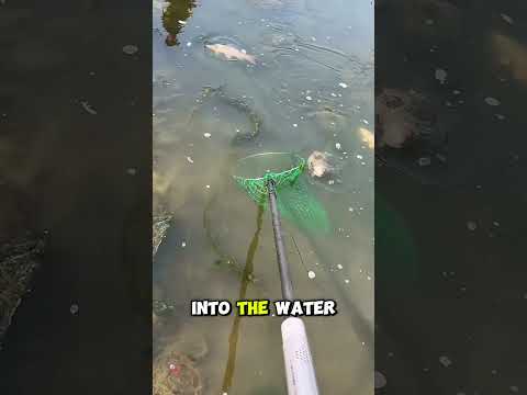 The Shocking Art of Electric Fishing #electricfishing  #fishingdocumentary  #fishingtechnique