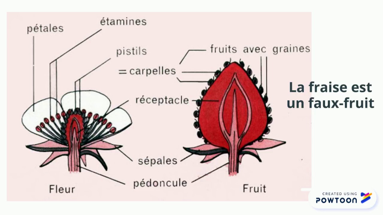 reproduction du fraisier - YouTube