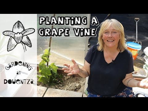 Video: Vines, které v létě stíní skleníky: Zjistěte, jak ochlazovat skleník vinnou révou