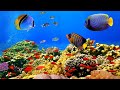 Amazing Underwater World Of the Red Sea - 4K Relaxation Video with Calming Music - Relaxing Music
