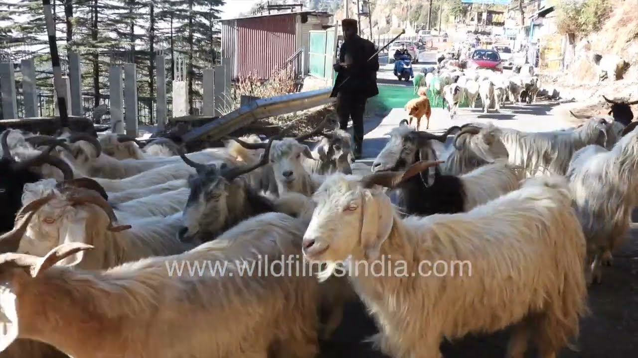 Herding in the hills | Sheep and shepherds on Uttarakhand mountain road