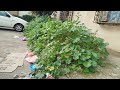 I Cleaned Her Garden for Free… The Result Is Unbelievable